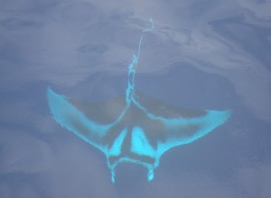 FSManta