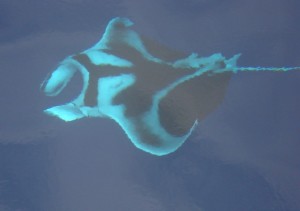 FSManta2